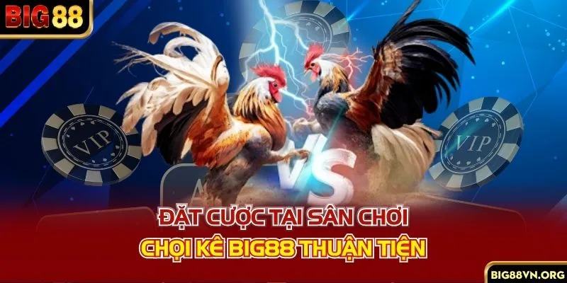 Đặt cược tại sân chơi chọi kê BIG88 thuận tiện